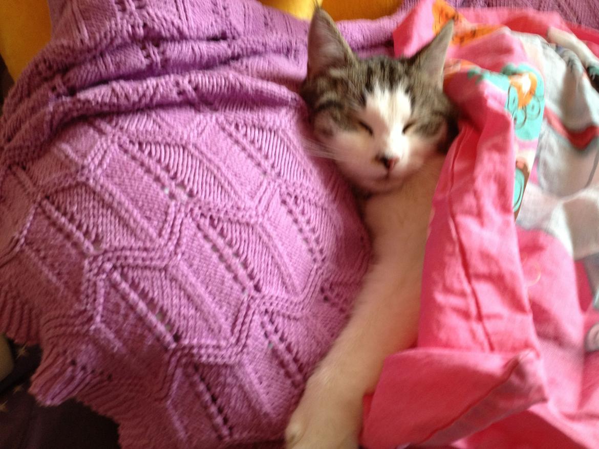 Huskat Baby Jr. billede 2