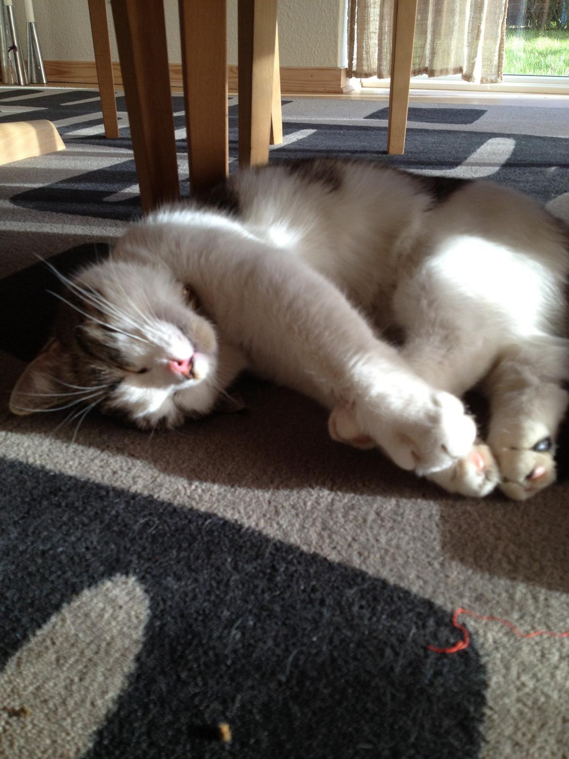 Huskat Baby Jr. billede 3