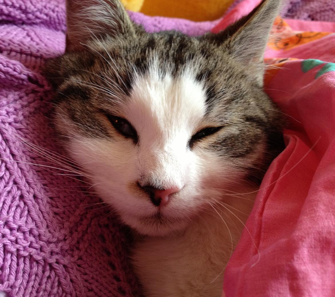 Huskat Baby Jr. billede 4