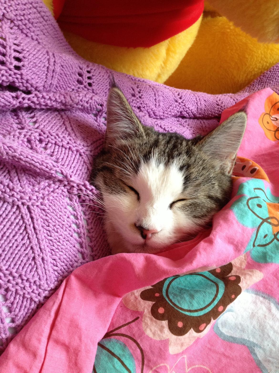 Huskat Baby Jr. billede 1