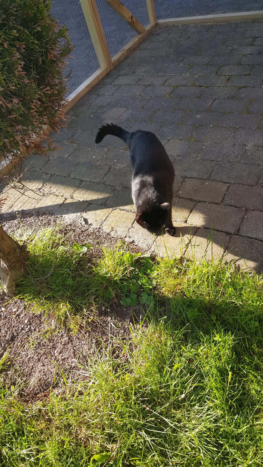 Huskat Kaj billede 6