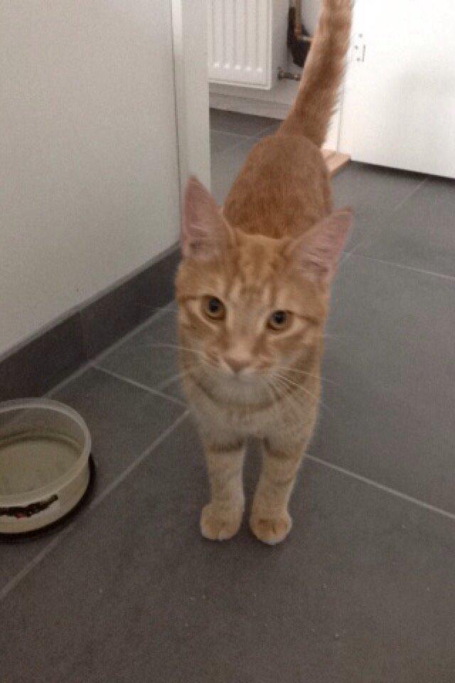 Huskat Rufus Lilleskid Møllegård billede 2