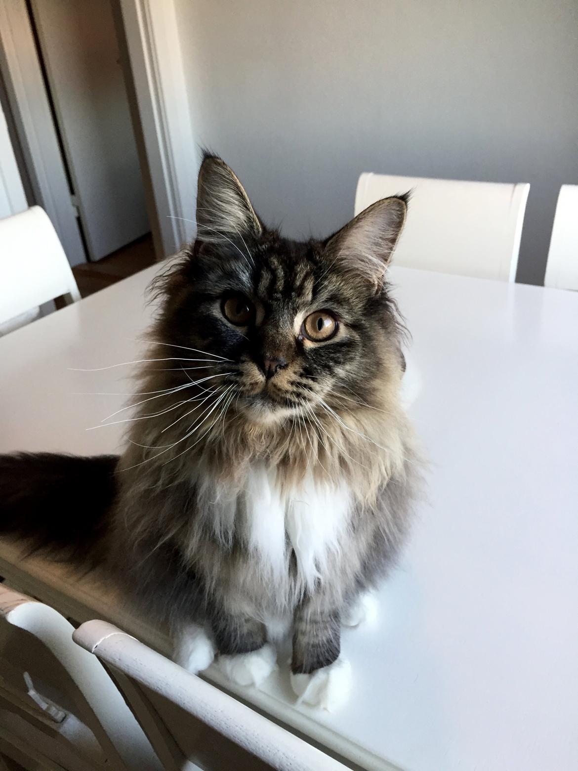 Maine Coon Simba billede 5