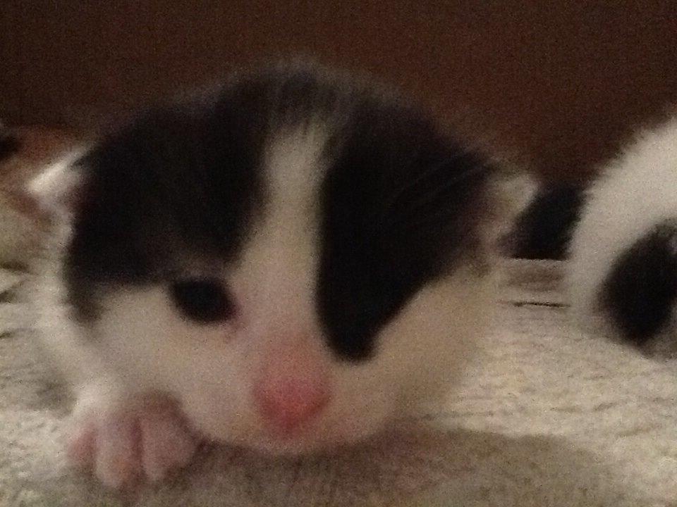 Huskat Pepsi billede 1