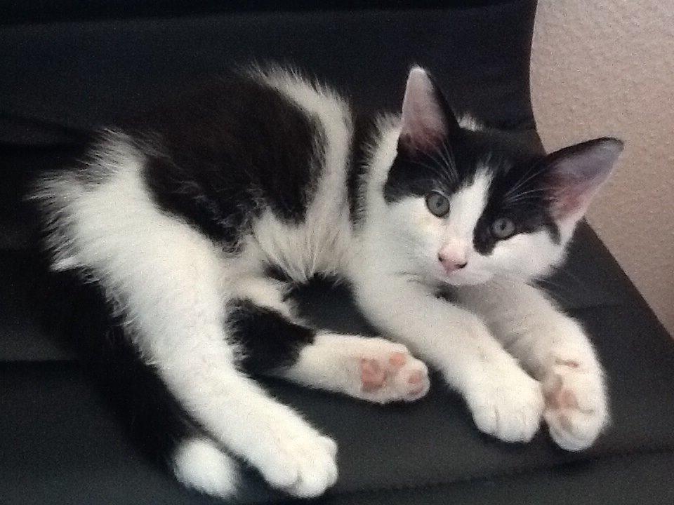 Huskat Pepsi billede 3