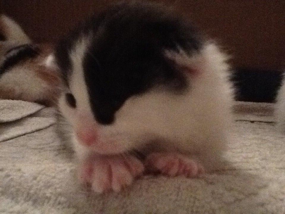 Huskat Pepsi billede 2