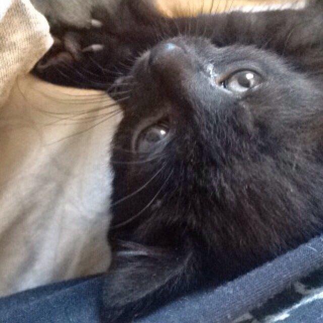 Blanding af racer Kait Mæit <3 billede 2