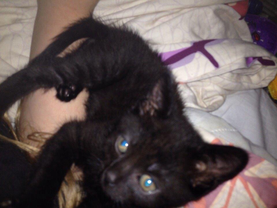 Blanding af racer Kait Mæit <3 billede 1