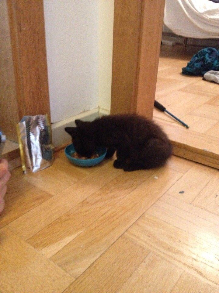 Blanding af racer Kait Mæit <3 billede 3