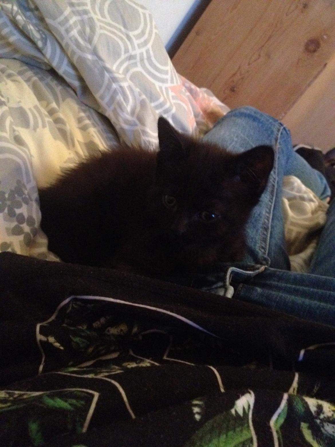 Blanding af racer Kait Mæit <3 billede 4