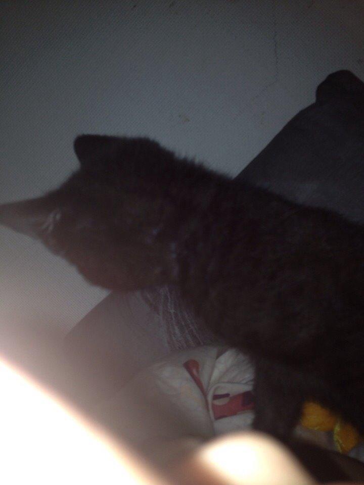 Blanding af racer Kait Mæit <3 billede 5