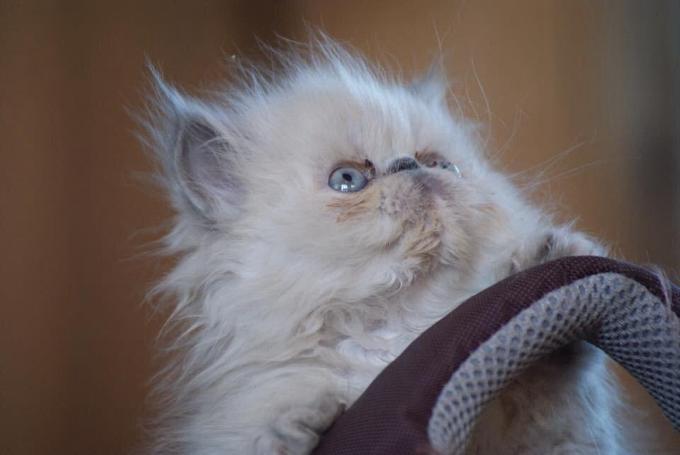 Colorpoint Dk Bella Concia Babette  billede 1