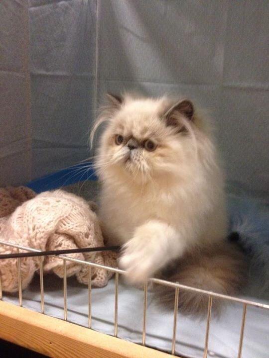 Colorpoint Dk Bella Concia Babette  billede 3