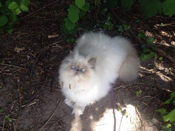 Colorpoint Dk Bella Concia Babette  billede 2