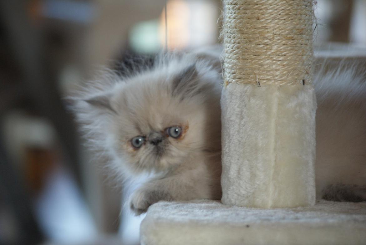 Colorpoint Dk Bella Concia Babette  billede 6