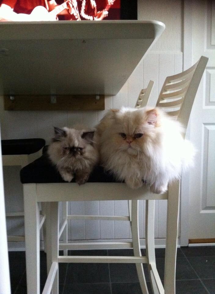 Colorpoint Dk Bella Concia Babette  billede 7