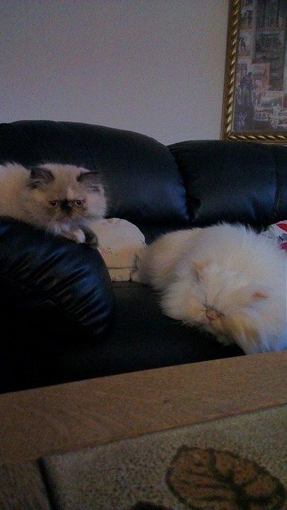 Colorpoint Dk Bella Concia Babette  billede 8