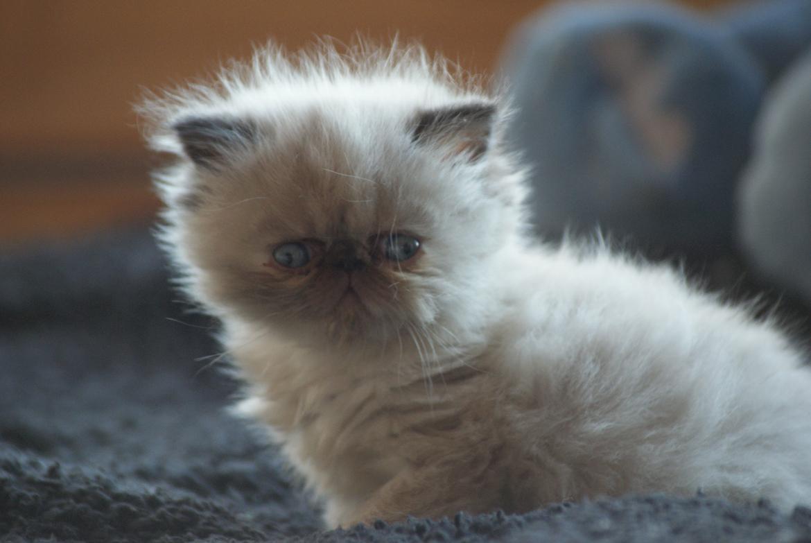 Colorpoint Dk Bella Concia Babette  billede 5