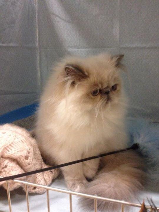 Colorpoint Dk Bella Concia Babette  billede 9