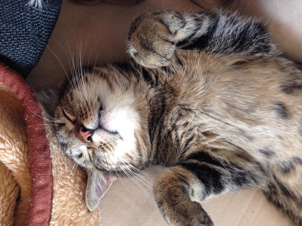 Huskat Aksel billede 2