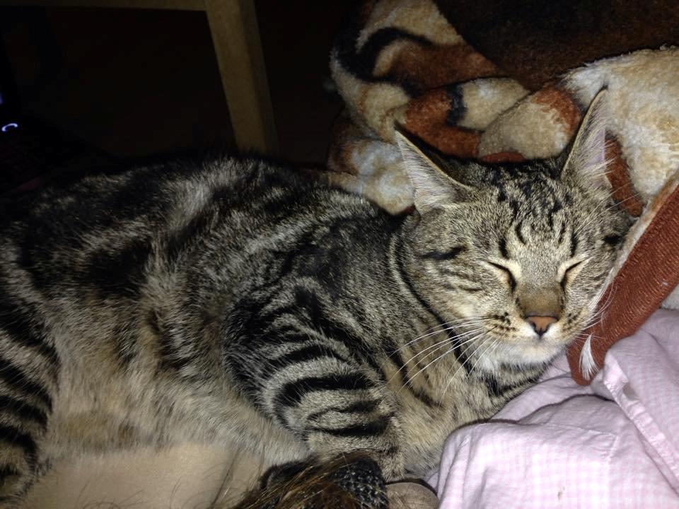 Huskat Aksel billede 4