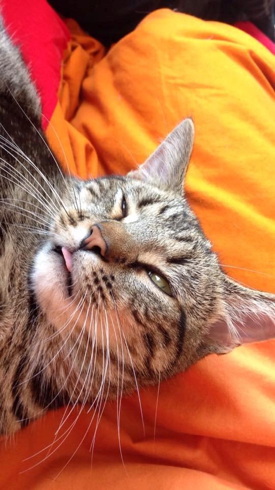 Huskat Aksel billede 5