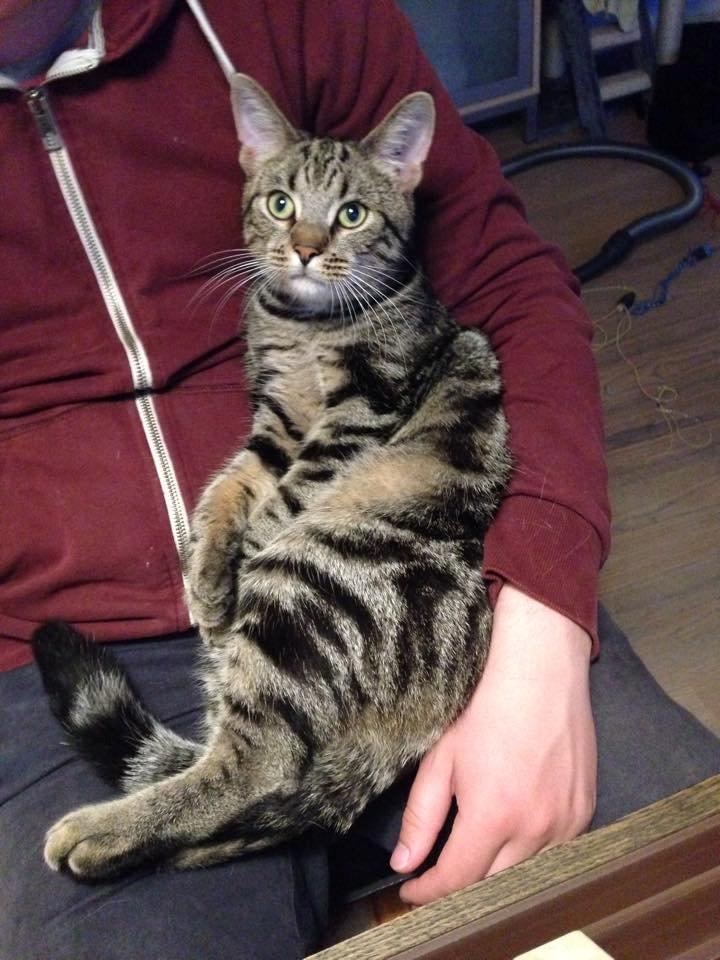 Huskat Aksel billede 6