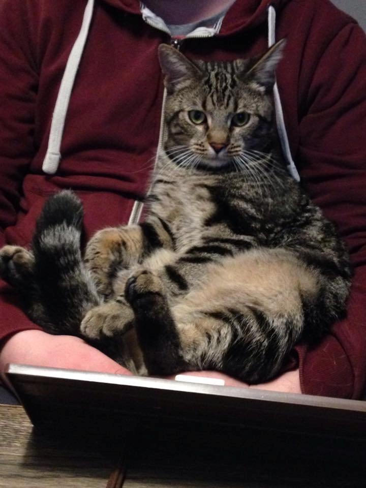 Huskat Aksel billede 7