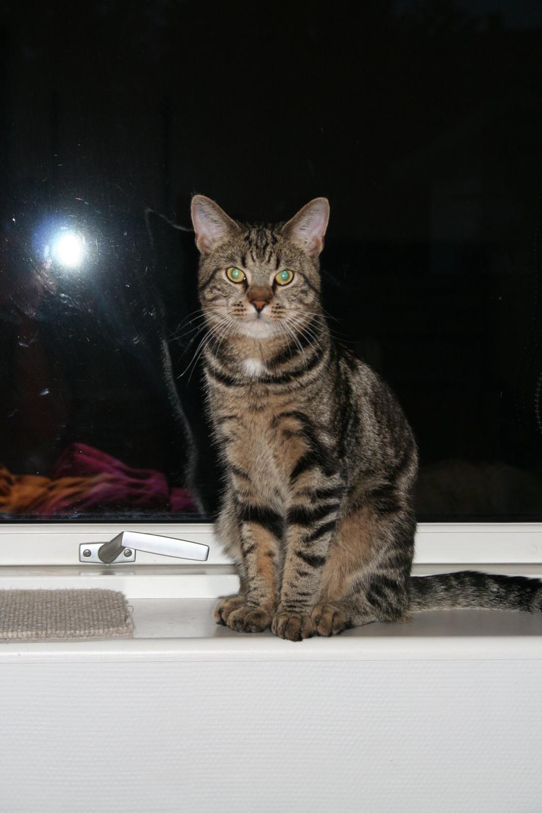 Huskat Aksel billede 1