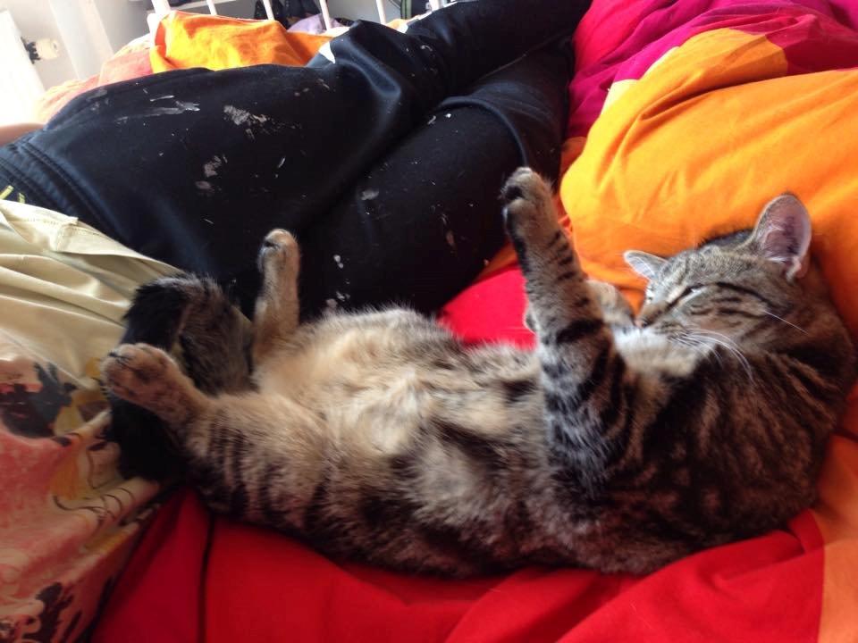 Huskat Aksel billede 3