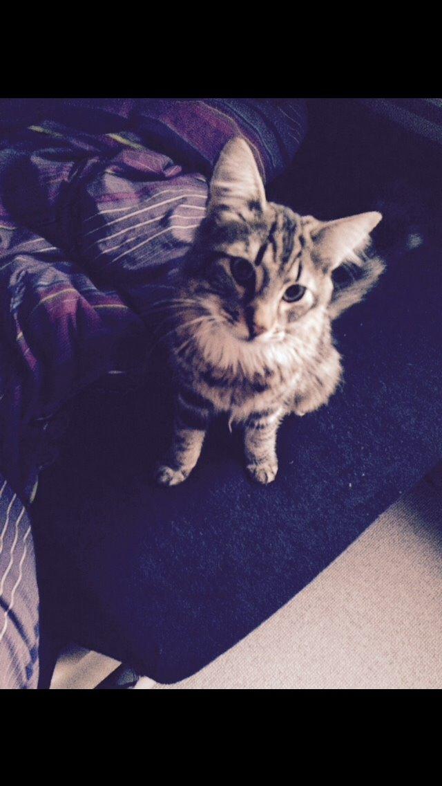 Blanding af racer Hannibal billede 1