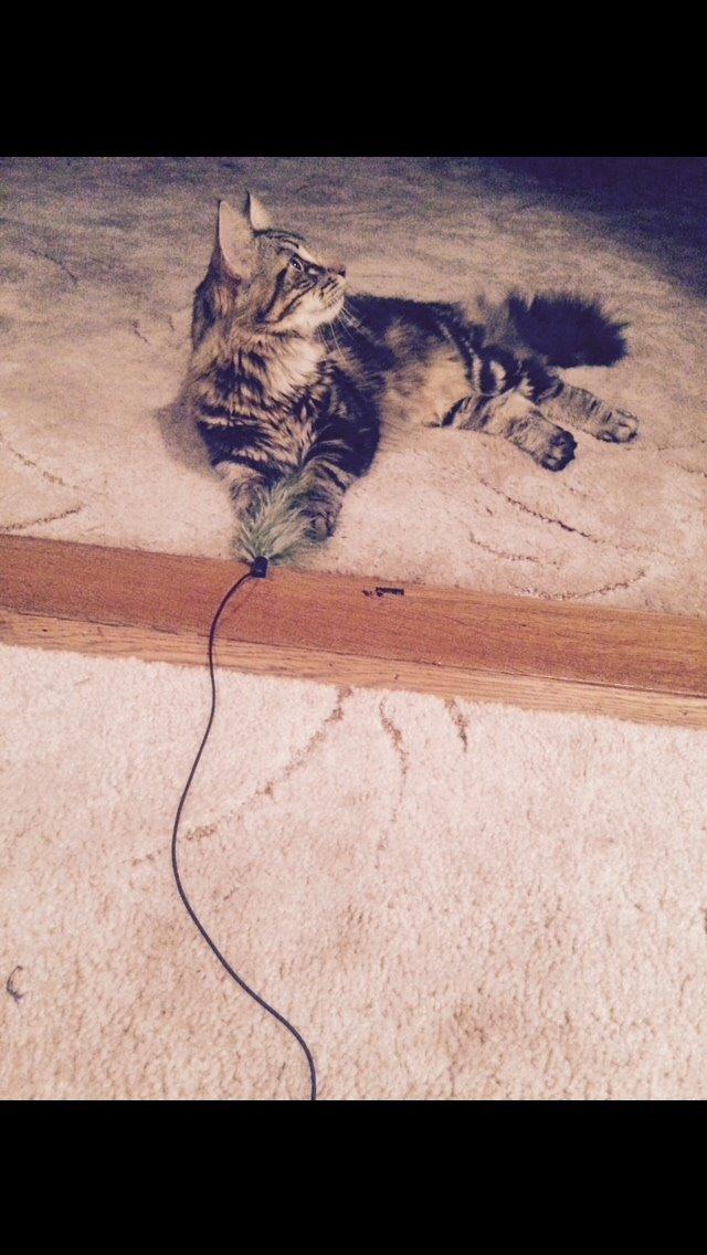 Blanding af racer Hannibal billede 2