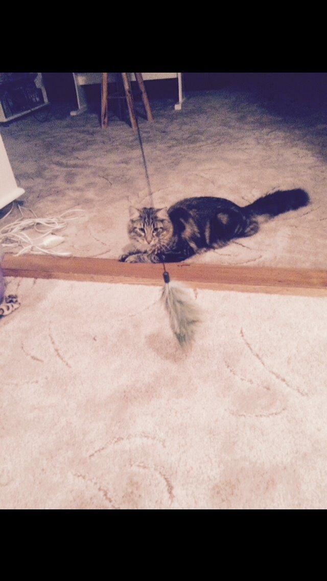 Blanding af racer Hannibal billede 3