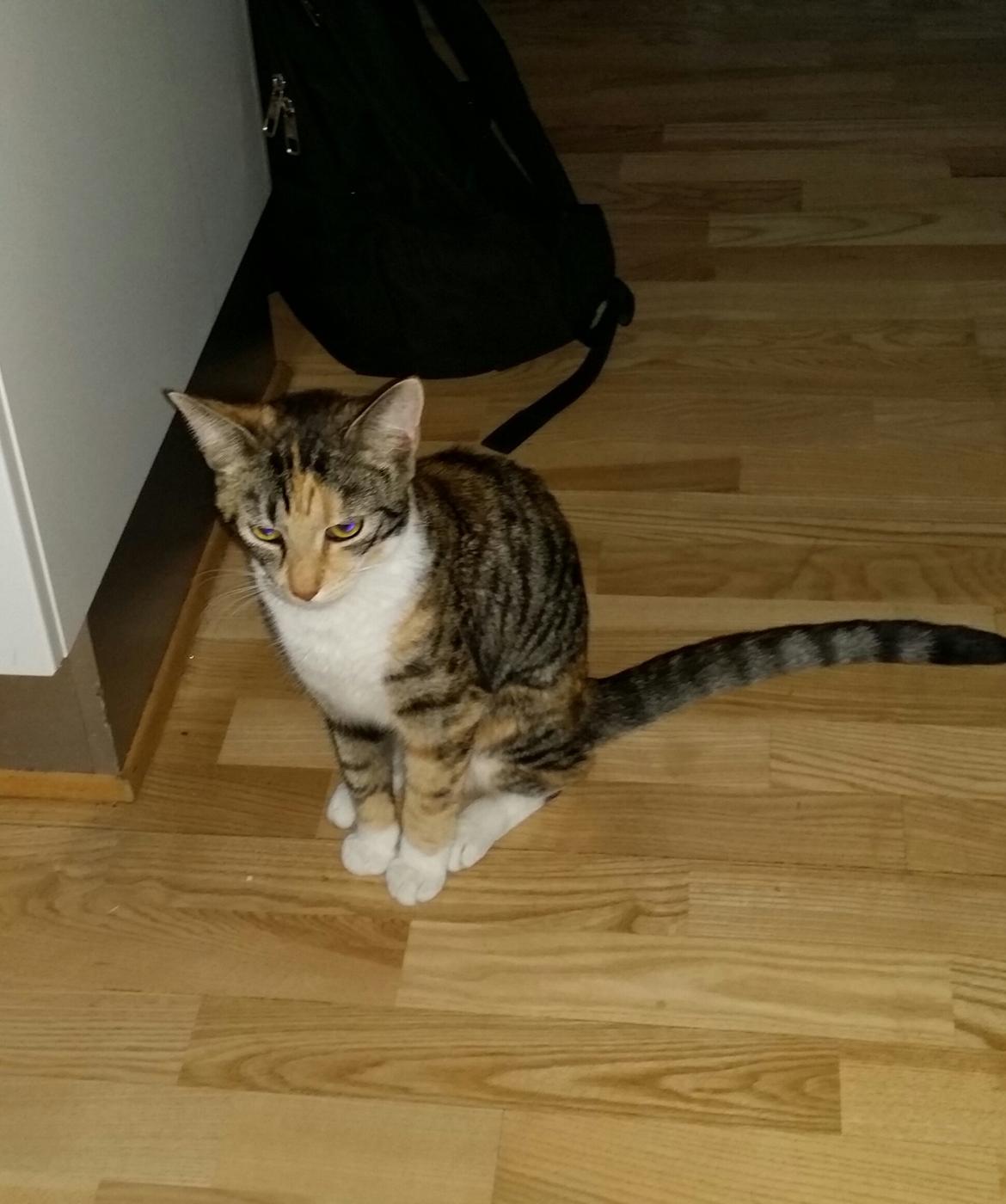 Huskat Misty billede 1