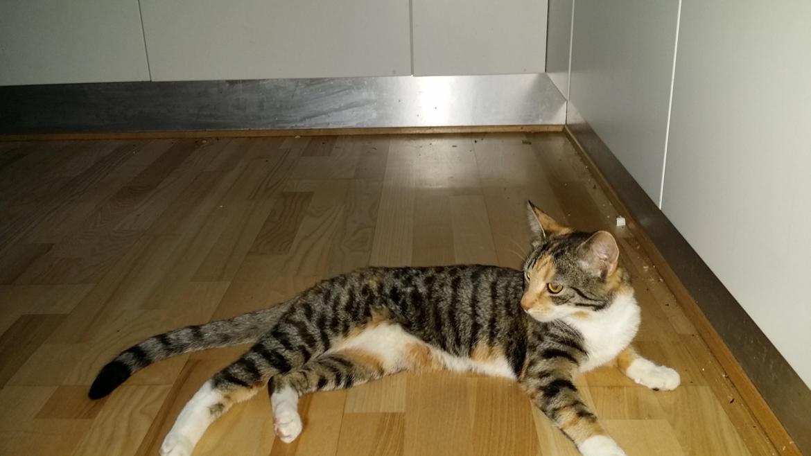 Huskat Misty billede 2