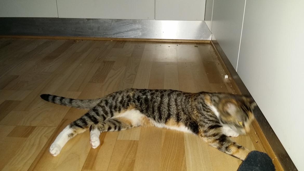 Huskat Misty billede 3