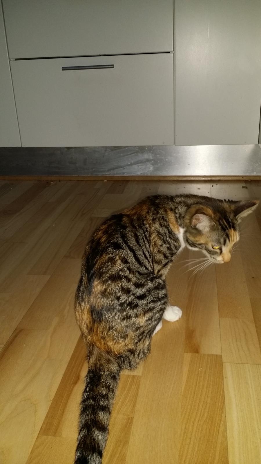 Huskat Misty billede 4