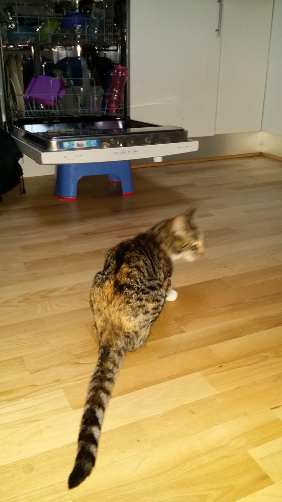 Huskat Misty billede 5