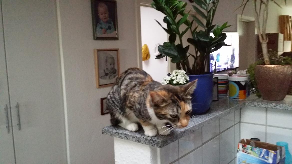 Huskat Misty billede 6