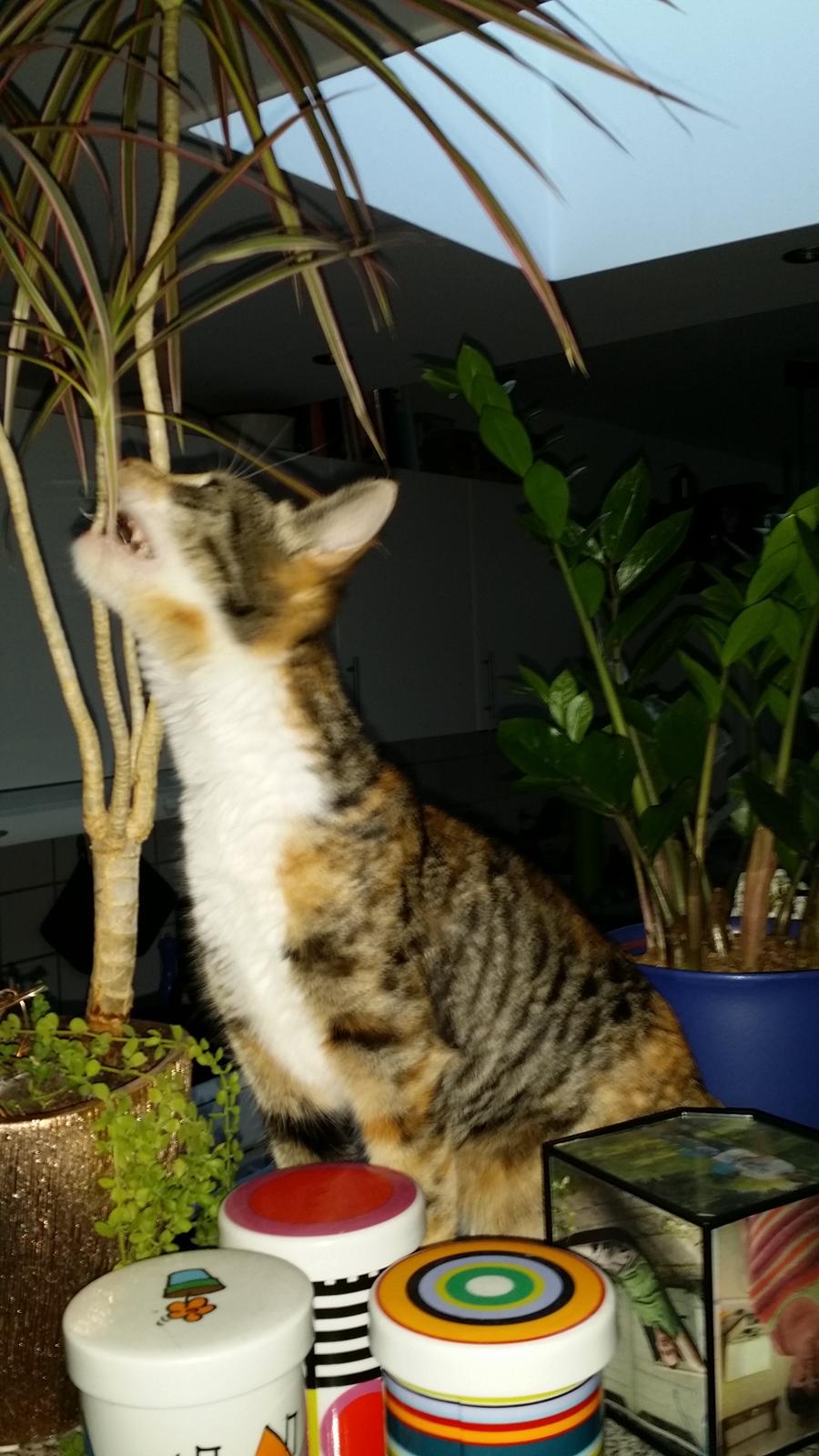 Huskat Misty billede 7