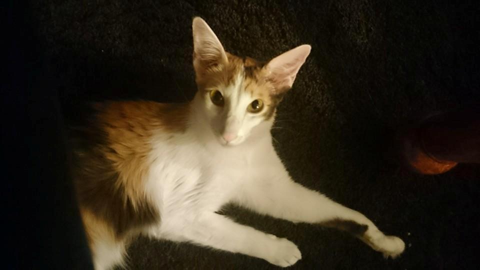 Orientalsk Langhåret Juliet  billede 3