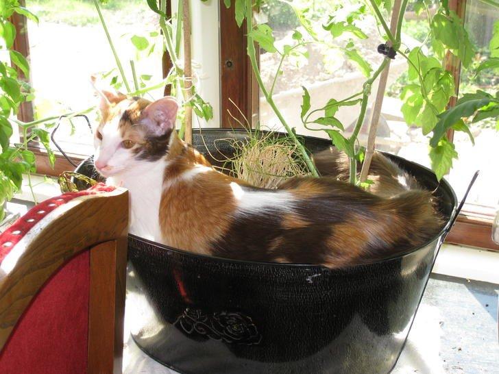 Orientalsk Langhåret Juliet  billede 4