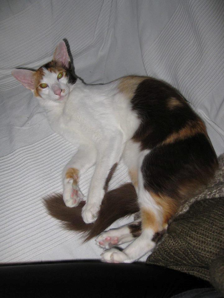 Orientalsk Langhåret Juliet  billede 5