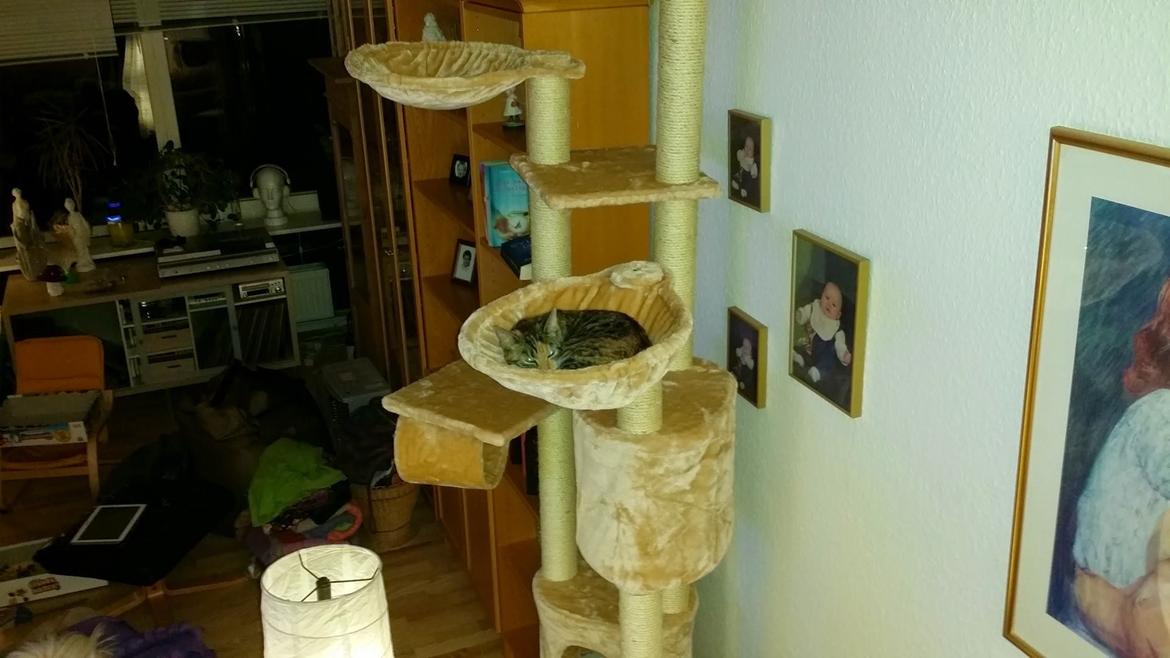 Huskat Misty billede 8