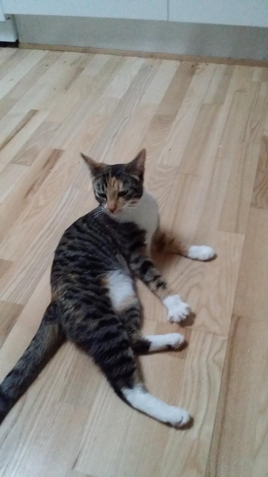 Huskat Misty billede 9