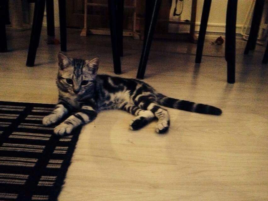 Europé Grevy Lliv  billede 1