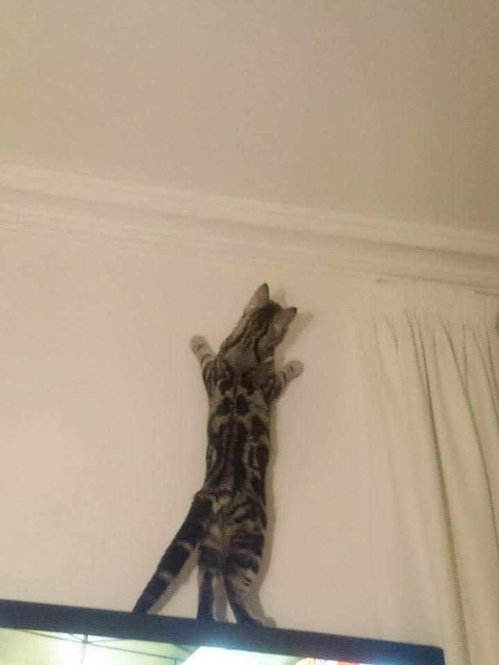 Europé Grevy Lliv  billede 5