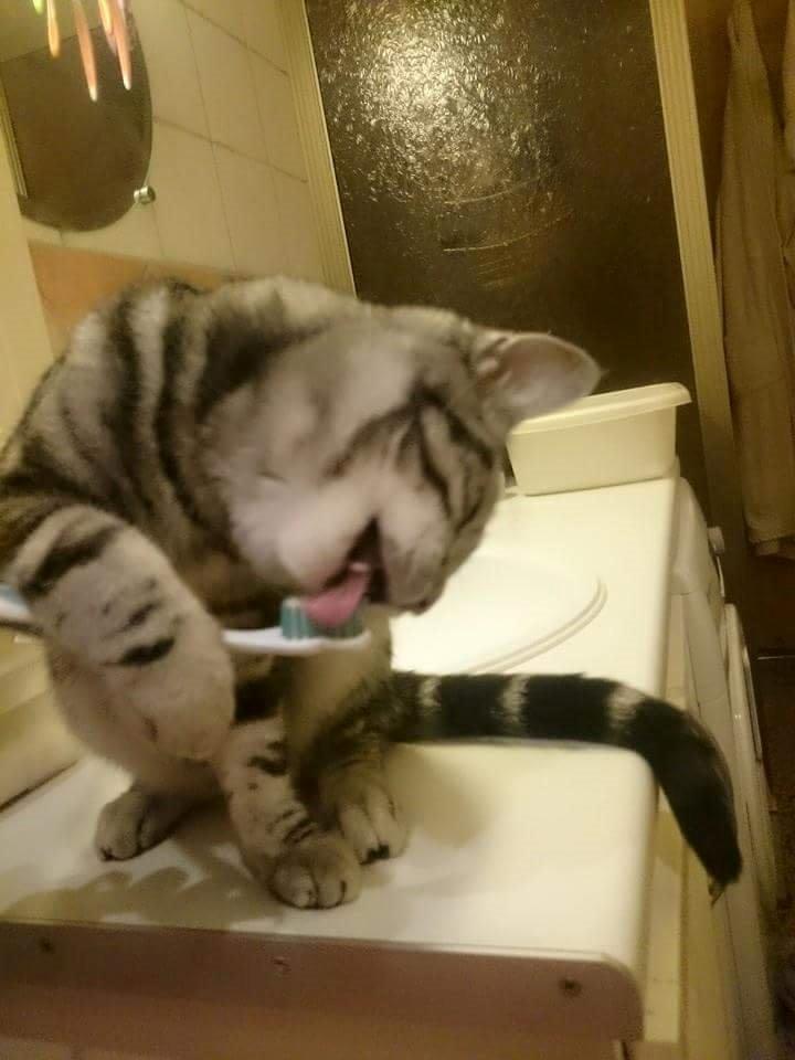 Europé Grevy Lliv  billede 7