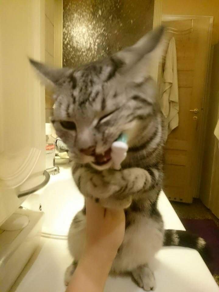 Europé Grevy Lliv  billede 8