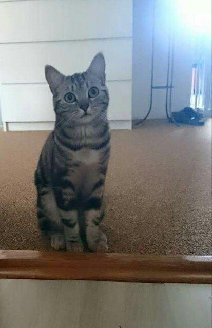 Europé Grevy Lliv  billede 10